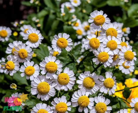 Pyrethrum - Hello Hello Plants