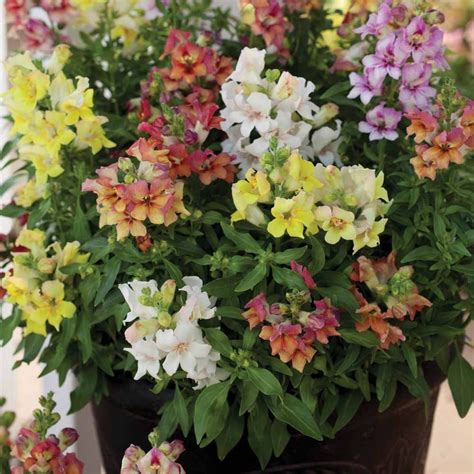 Antirrhinum majus 'Reminiscent Mixed' F1 Hybrid seeds | Antirrhinum ...