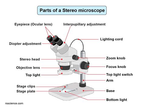 Parts Of Dissecting Microscope