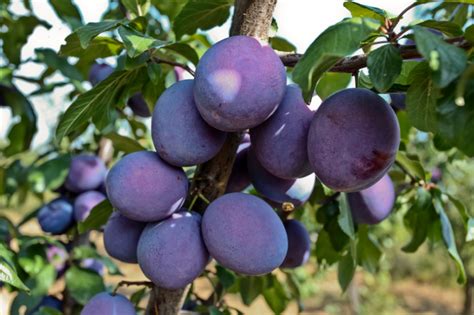 Pflaumenbaum ziehen » Diese Möglichkeiten haben Sie