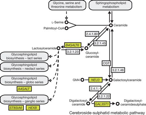 Enrichment for positive selection in the cerebroside-sulphatid ...