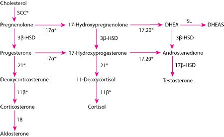 Congenital Adrenal Hyperplasia Caused by 11Beta-Hydroxylase Deficiency ...