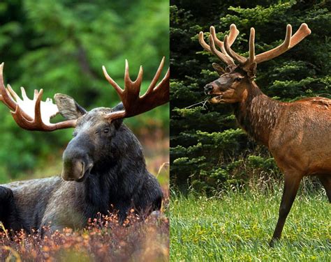 The Difference between Moose and Elk - Bear Witness Safari Tours