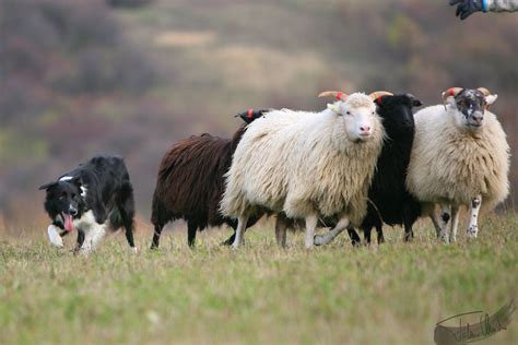 Hobby-Hundefotografie | Border collie herding, Cattle dogs rule ...