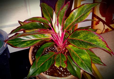 Aglaonema Mystic Marble - Best Furnish Decoration