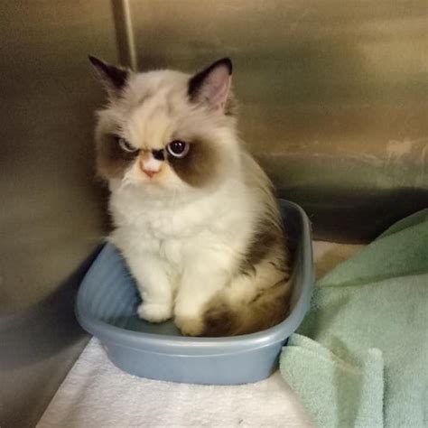 Meet Meow Meow, The Fluffy New Grumpy Cat That Is Going Viral On Instagram