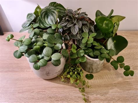 Types Of Peperomia - OSERA