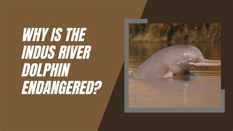 Why Is The Indus River Dolphin Endangered? | DolphinXpert