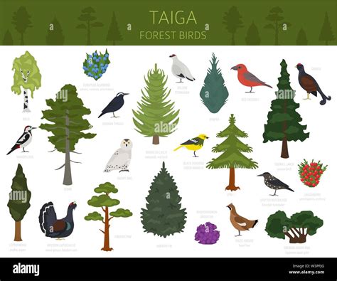 Taiga Biome World Map