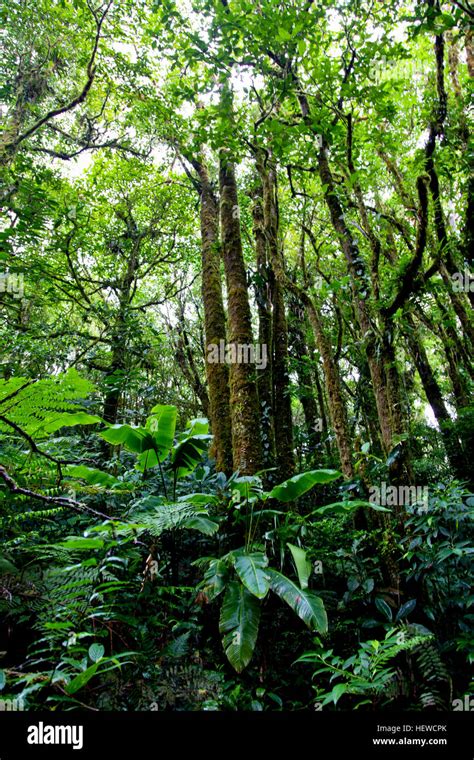 Eco Tours Costa Rica Stock Photo - Alamy