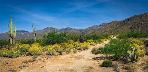 Trail in the Santa Catalina Mountains, AZ | Santa catalina, Country ...