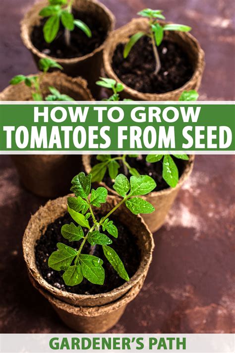 How to Grow Tomatoes from Seed | Gardener's Path