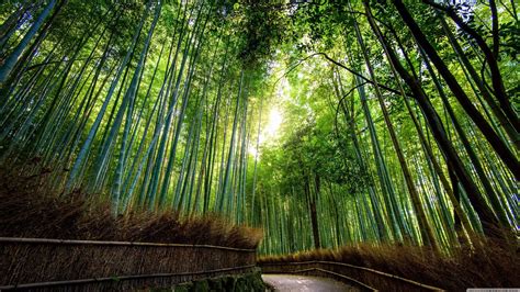 Bamboo Forest In Kyoto Japan | 4K Ultra HD Wallpaper | Bamboo Forest 8k ...