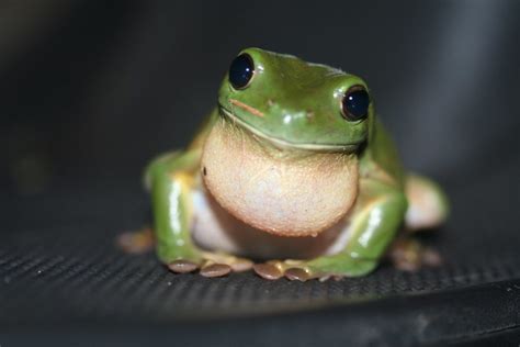 Facts About Green Tree Frogs: Things to Know Before Keeping Them as ...