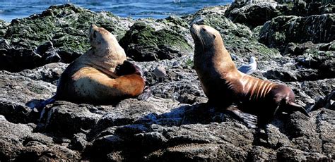 Wildlife in the Pacific Northwest Photo Gallery | Island Adventures