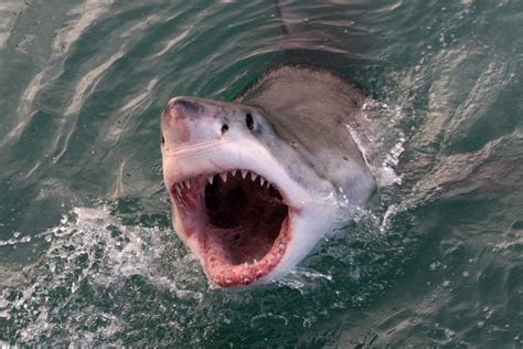 Scientists Show Electronic Technology Can Save People From Shark Bites ...