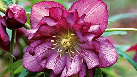 Hellebores: How to grow and care for winter rose | Plant guide, Plants ...