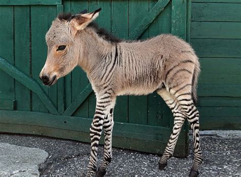 Donkeys are more closely related to Zebras than to Horses! Zebra-Donkey ...