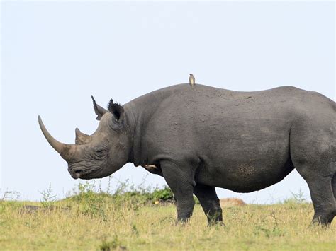 Black Rhinoceros