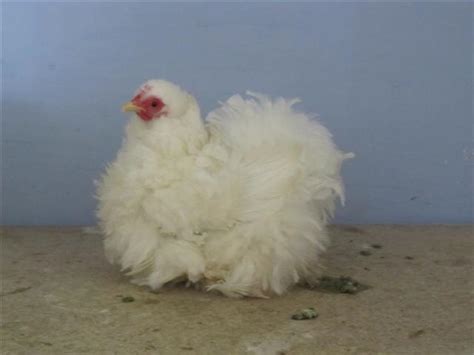 PEKIN BANTAM | Poultry Club South Africa