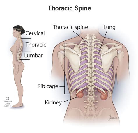 Thoracic Spine: What It Is, Function & Anatomy