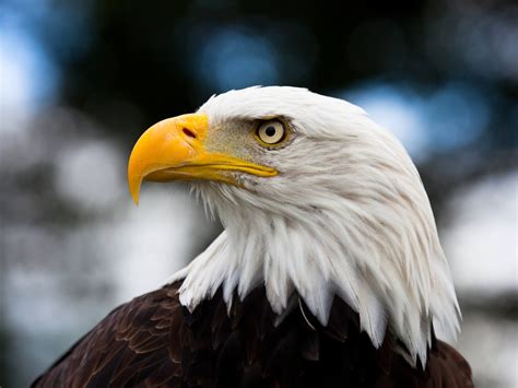 National American Eagle Day (June 20th) | Days Of The Year