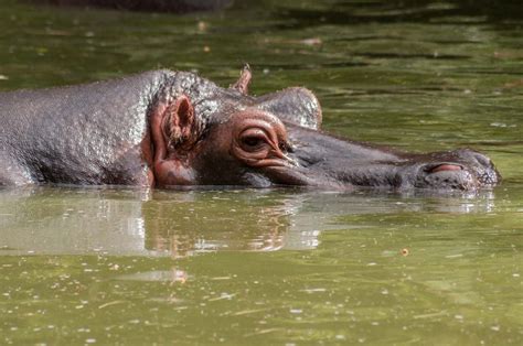 Hippopotamus Habitat