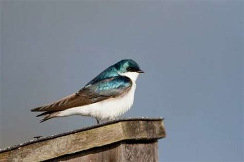 State of the Birds report shows decline of aerial insectivores - The ...