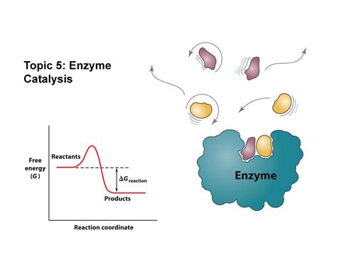 Topic 5 - Enzyme Catalysis - Topic 5: Enzyme Catalysis Course Map UNIT ...