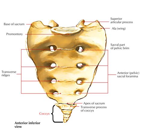 Coccyx – Earth's Lab