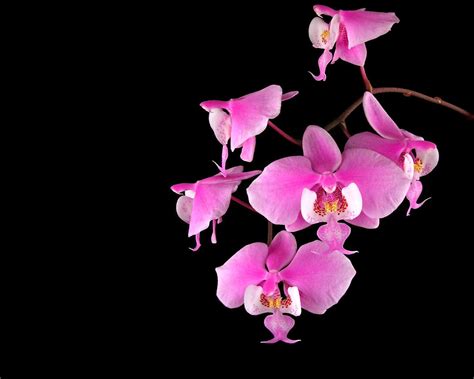 Pink Orchid Wallpapers - Wallpaper Cave