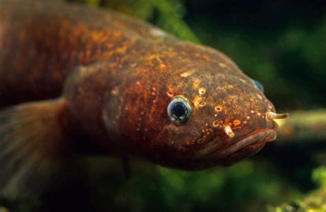 New assessment of the threatened status of New Zealand freshwater fish ...