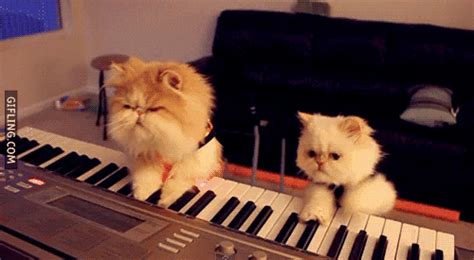 Cat Playing The Piano GIFs - Find & Share on GIPHY