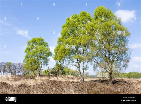 Birch trees in the National Park Hoge Veluwe, Netherlands Stock Photo ...