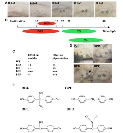 Bisphenol effects are time and compound specific. A: Live pictures of ...