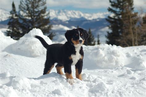 Cute Puppies Winter Wallpapers - Wallpaper Cave