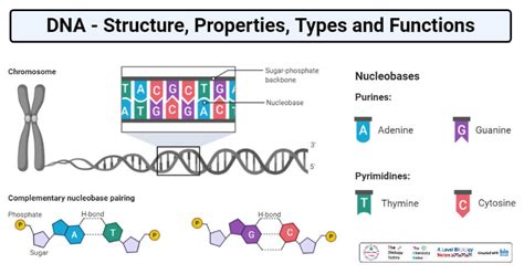 Types Of Dna Structures