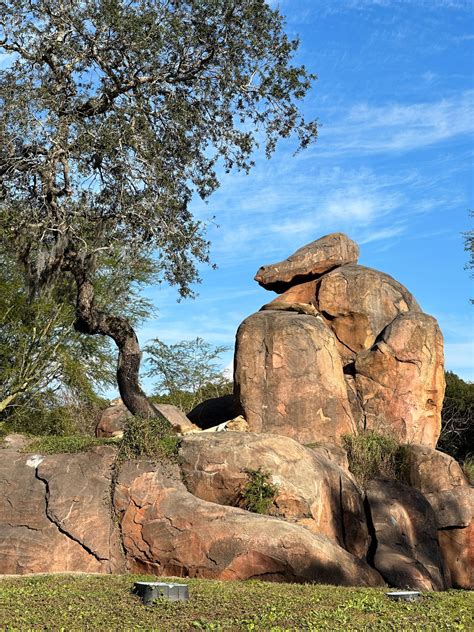 Behind the Scenes of Kilimanjaro Safari at the Animal Kingdom • WDW ...