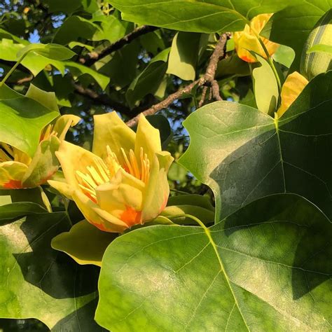 Lily Tree with Tulips — Nashville Tree Foundation