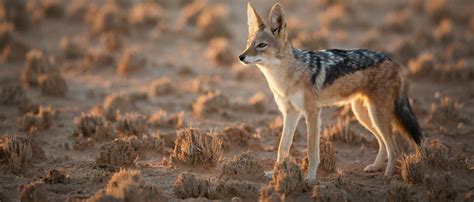 Jackal | African Wildlife Foundation