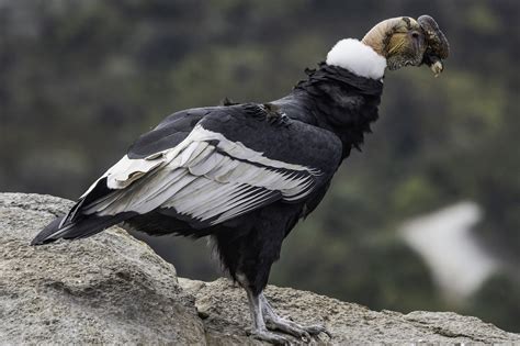 Andean Condor/ Condor des Andes/ Vultur gryphus – Coraves Birding Tours