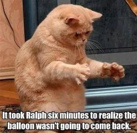 55 Funniest Cat Memes Ever Will Make You Laugh Right MEOW!