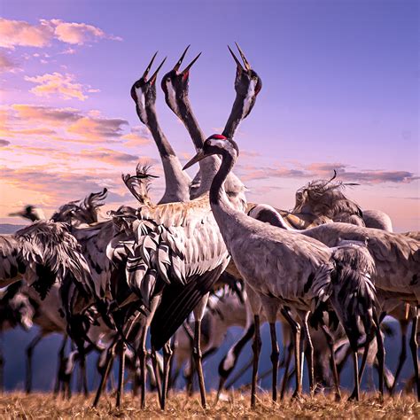 Cranes on Behance