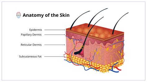 Human Skin Layers And Functions