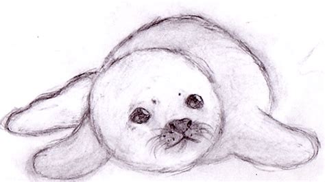 Baby Seal by leniinha on DeviantArt