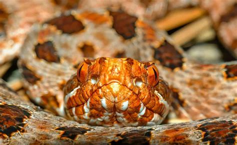 Pygmy Rattlesnake - A-Z Animals