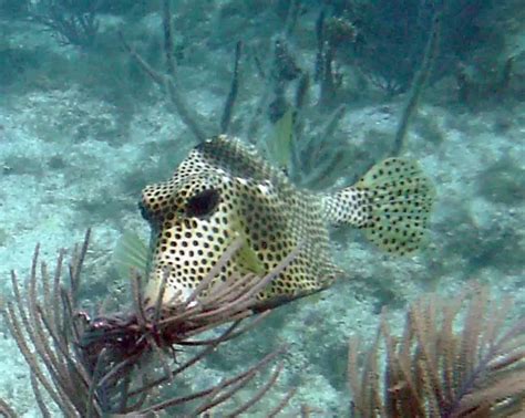 Spotted trunkfish - Facts, Diet, Habitat & Pictures on Animalia.bio