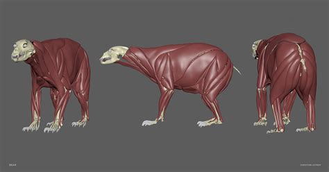 ArtStation - BEAR- Blackbear – sculpt/retopology/skeleton/muscles/uvs ...