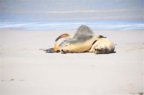 Visiting Seal Bay Conservation Park | Explore Shaw