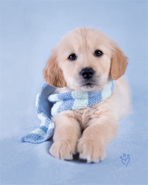 HD cute wallpaper golden retriever adorable puppies for desktop and ...